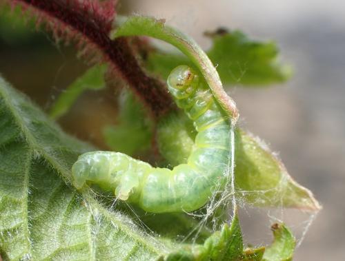 Operophtera brumata